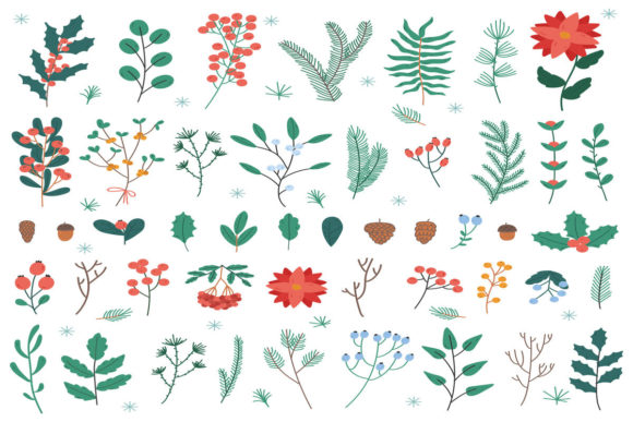 Christmas Plants and Flowers: Premium Illustrations