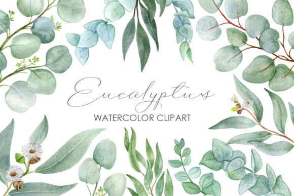 Eucaliptus Branches Watercolor Clipart: Premium Illustrations