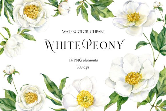 Peony Watercolor Clipart: White Flowers Illustrations