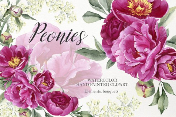 Watercolor Peony Flower Clipart & Illustrations Review
