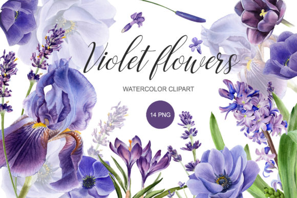 Watercolor Purple Flower Clipart: Premium Illustrations